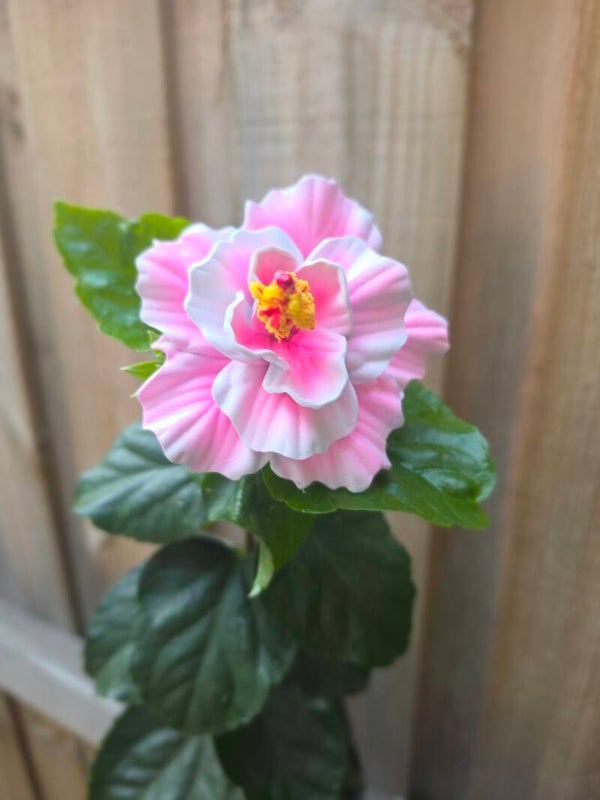 Double Hibiscus Sei