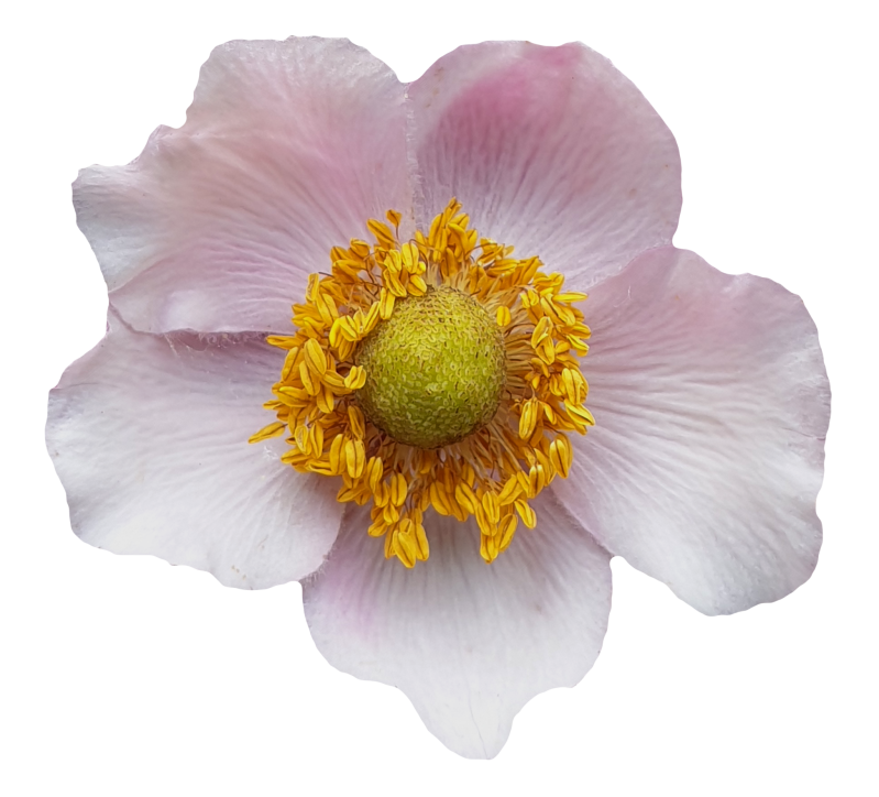 Flower - Transparent Background