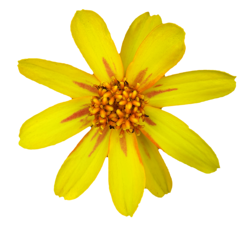 Flower - Transparent Background