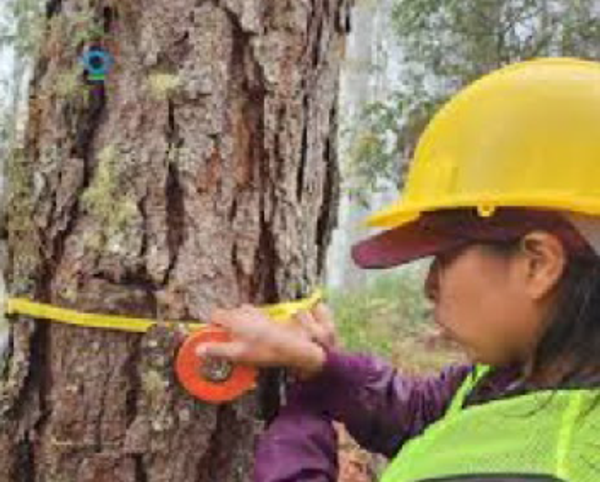 DICTAMEN TÉCNICO FORESTAL