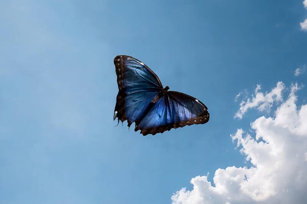 Blue Morpho full flight