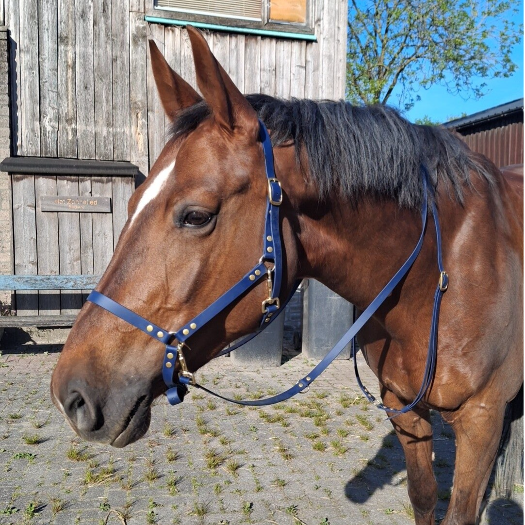 halster (goud en zwart)