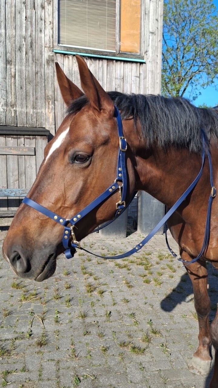 teugels  (alle kleuren)