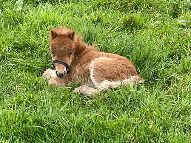 Venna v. Stal Hoeve 't Zand