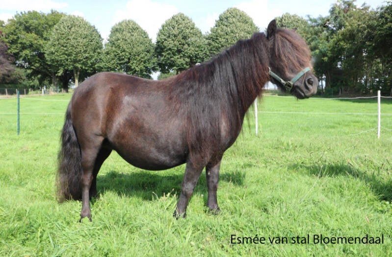 Esmee v. Stal Bloemendaal