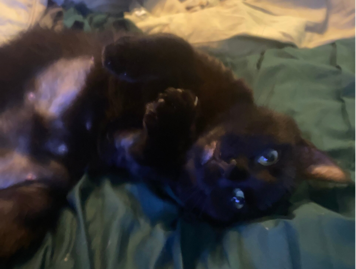 Svart katt i halvskugga ligger hopkurad men med magen delvis exponerad, mitt bland skrynkliga täcken och en riven pappersbit. Hon stirrar trött men vaksamt mot kameran.