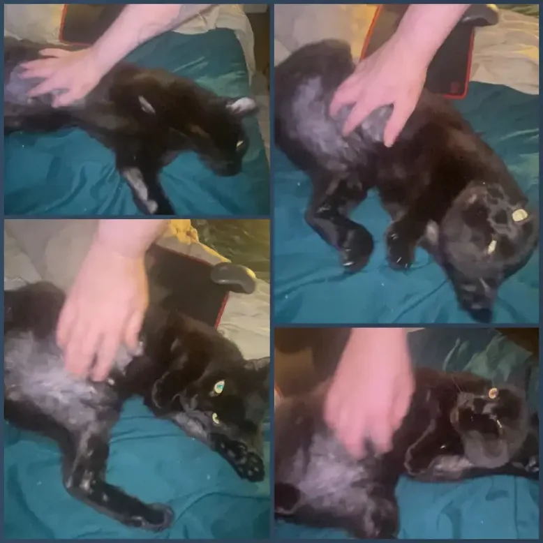 Fyra bilder på en svart katt (Daisy) som ligger på rygg på en säng medan en hand klappar henne på magen. Katten ser både nöjd och dramatisk ut.