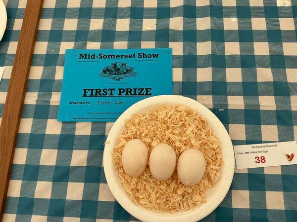 Duck eggs