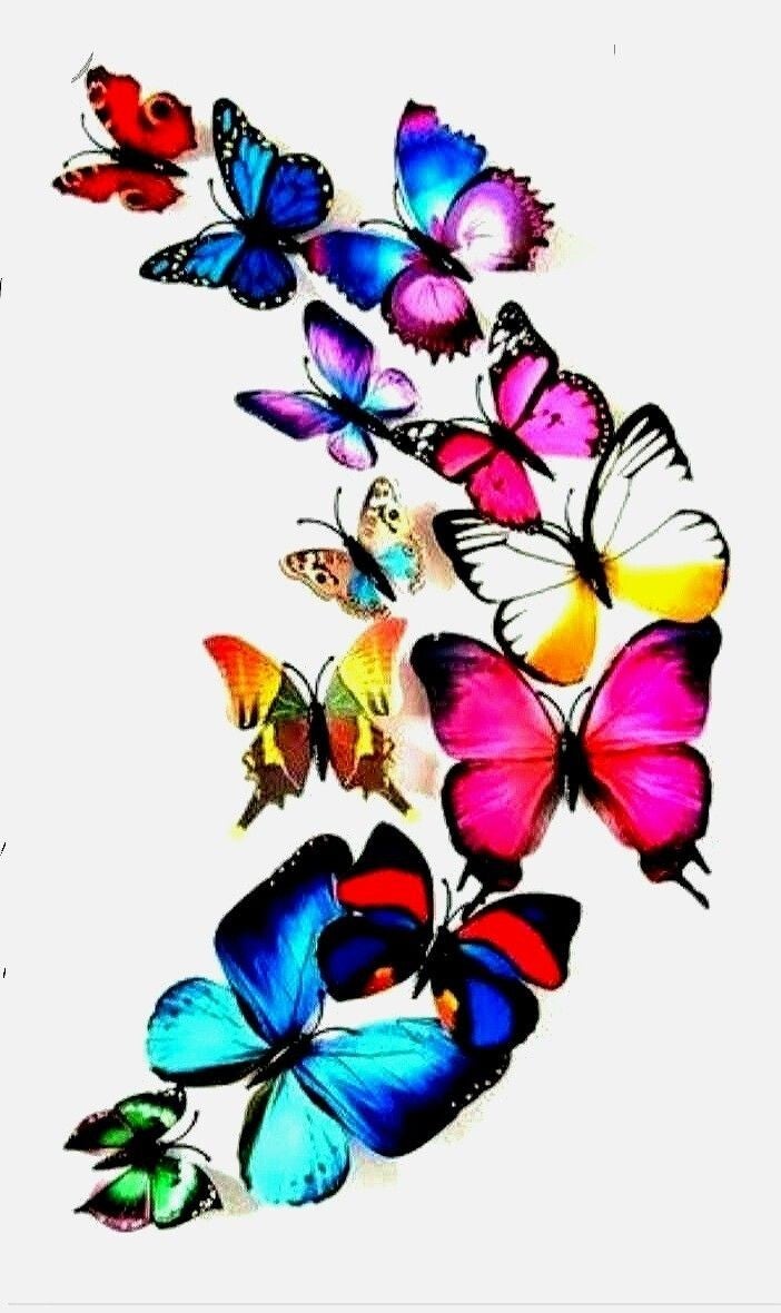 Papillon