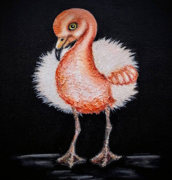 Baby flamingo
