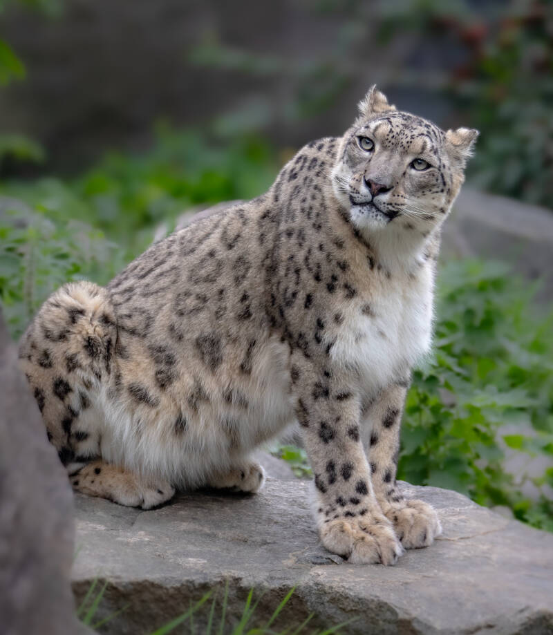 Snow Leopard