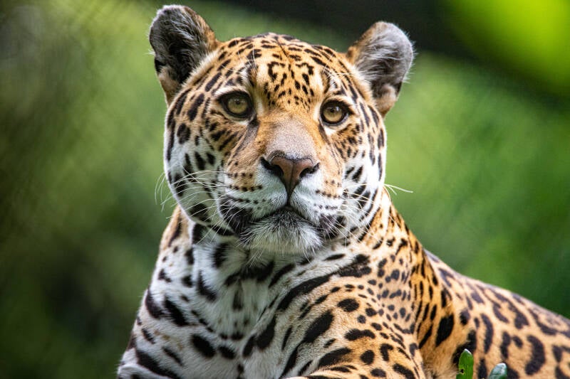 Jaguar
