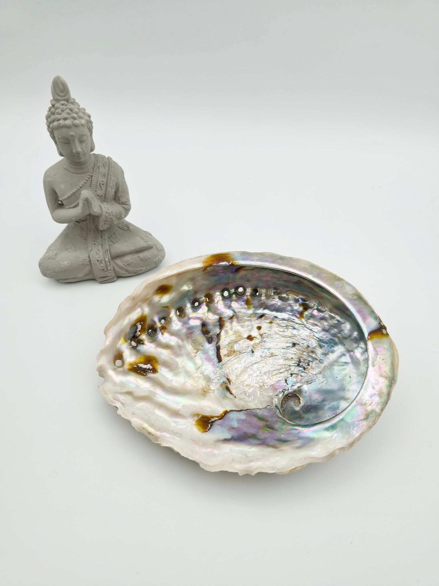 Petite Abalone