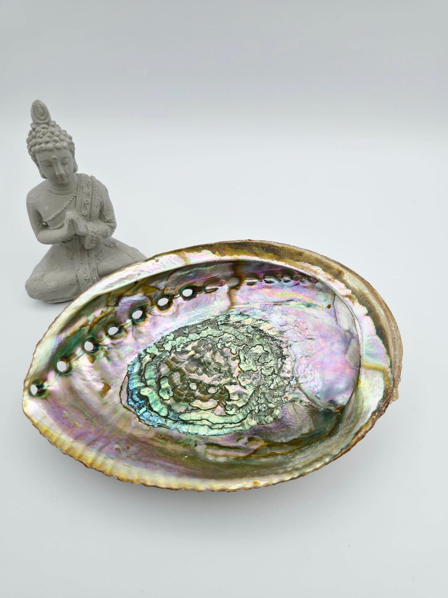Grande Abalone