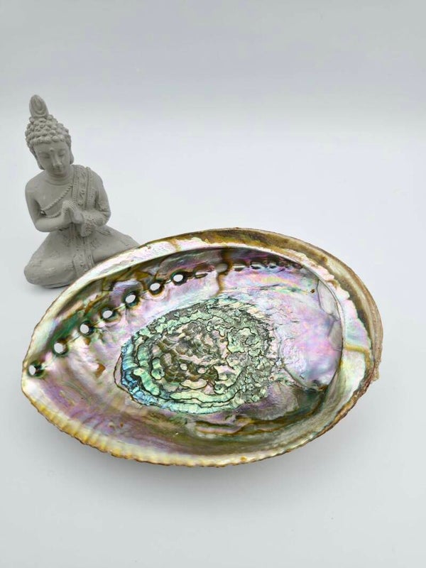 Grande Abalone