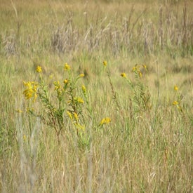 33706192_unknown-standard.jpg
