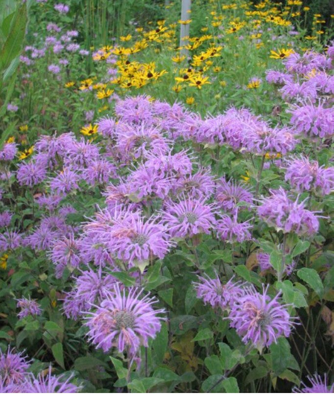 Bee-Balm
