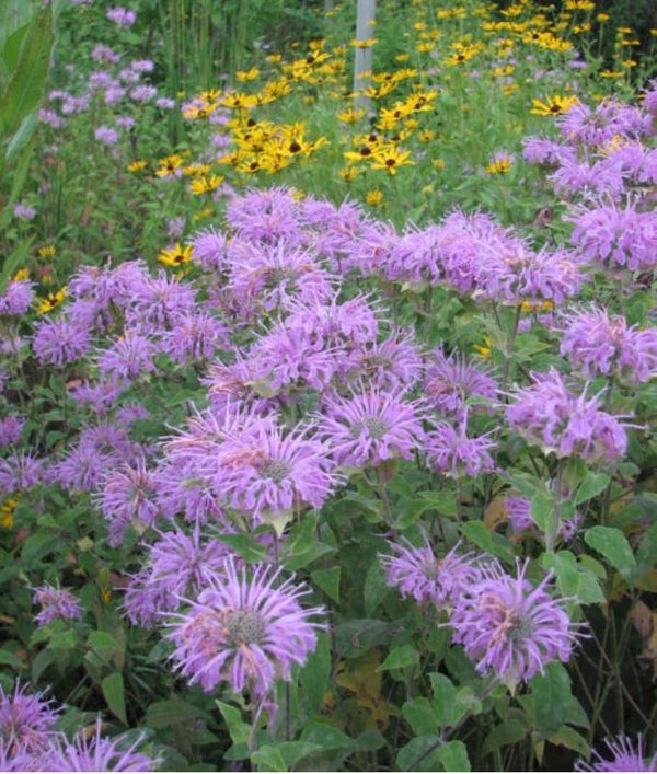 Bee-Balm