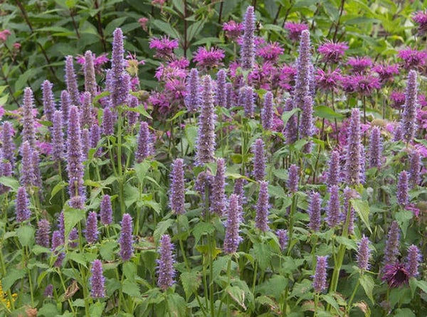 Anise Hyssop