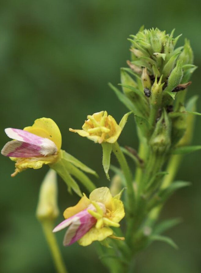 Common Evening Primrose