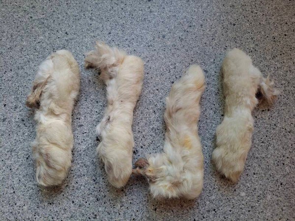 Patte de lapin avec poils