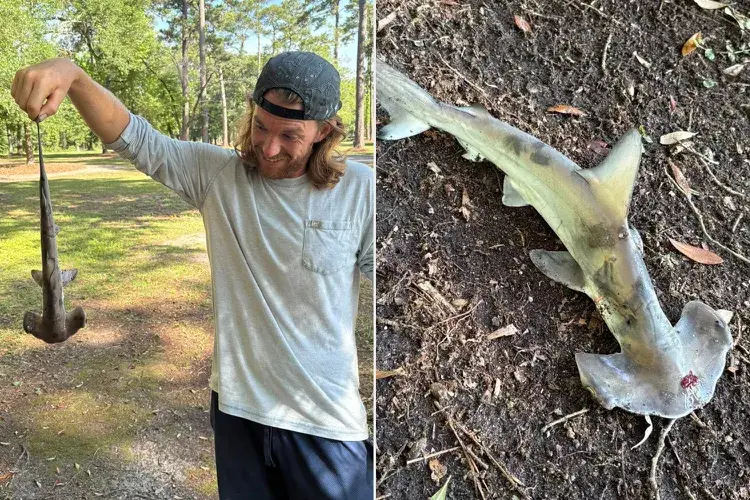 Un requin-marteau tombe du ciel sur un terrain de disc golf en Caroline du Sud : la scène improbable qui affole les réseaux