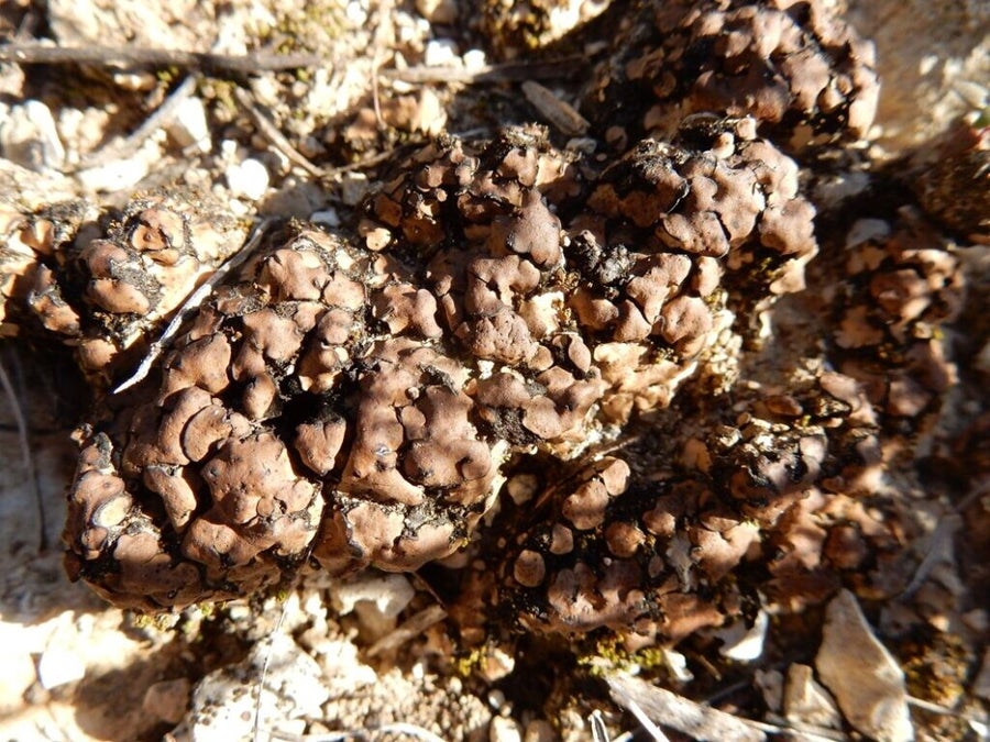 Un lichen du désert résiste aux pires rayons du Soleil – et ravive l’espoir d’une vie extraterrestre