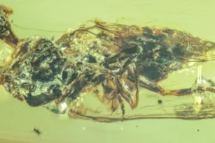 Un champignon « zombie » vieux de 100 millions d’années découvert dans de l’ambre : une relique préhistorique fascinante