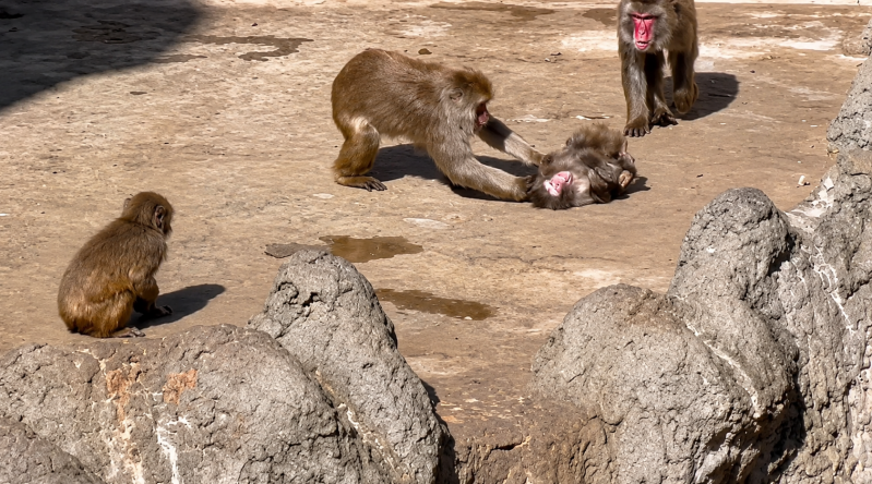 Le zoo d’Ichikawa réagit après la vidéo virale de « Punch » traîné par un singe adulte