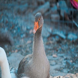 qda-duck-standard.jpg