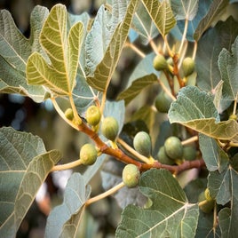 qda-vijgenboom-standard.jpg