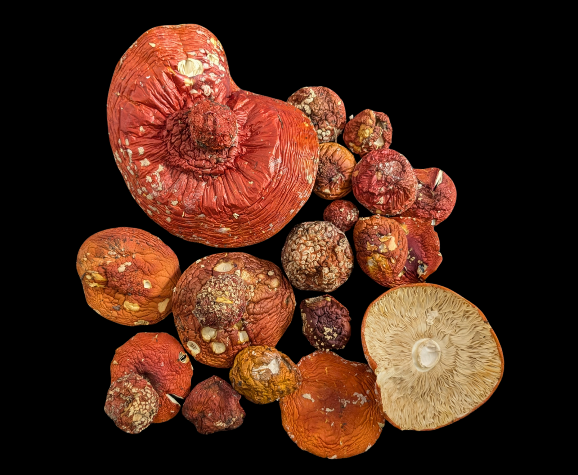 Potpourri A Carpathian Mountains