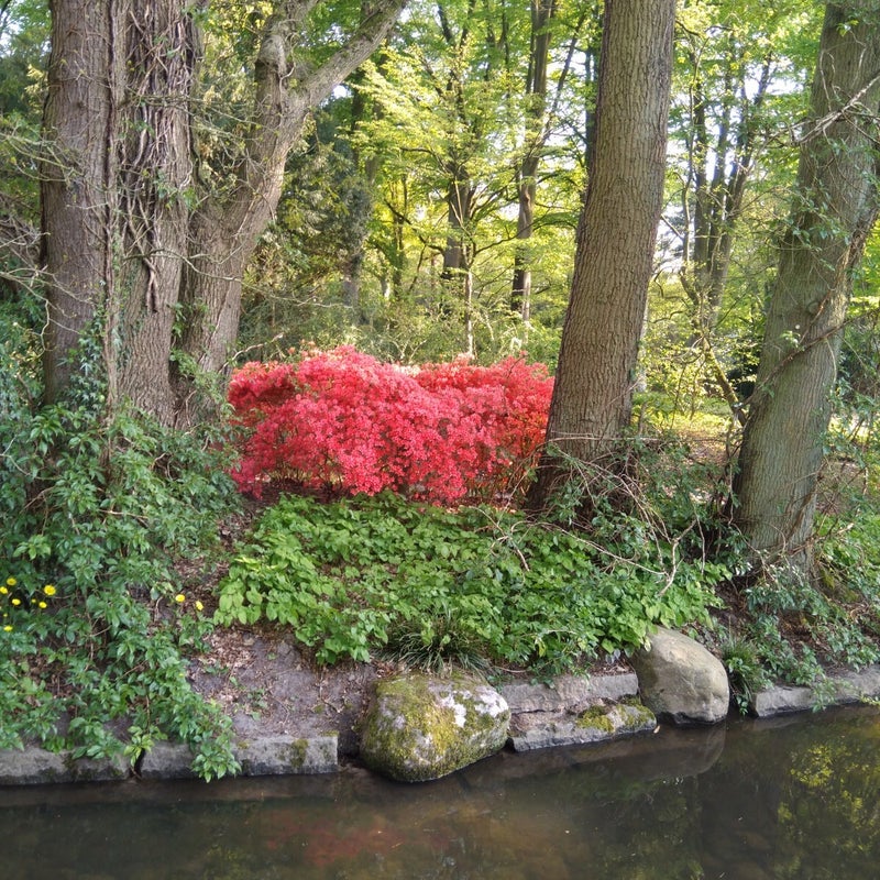 RoutineGewohnheit Azaleen