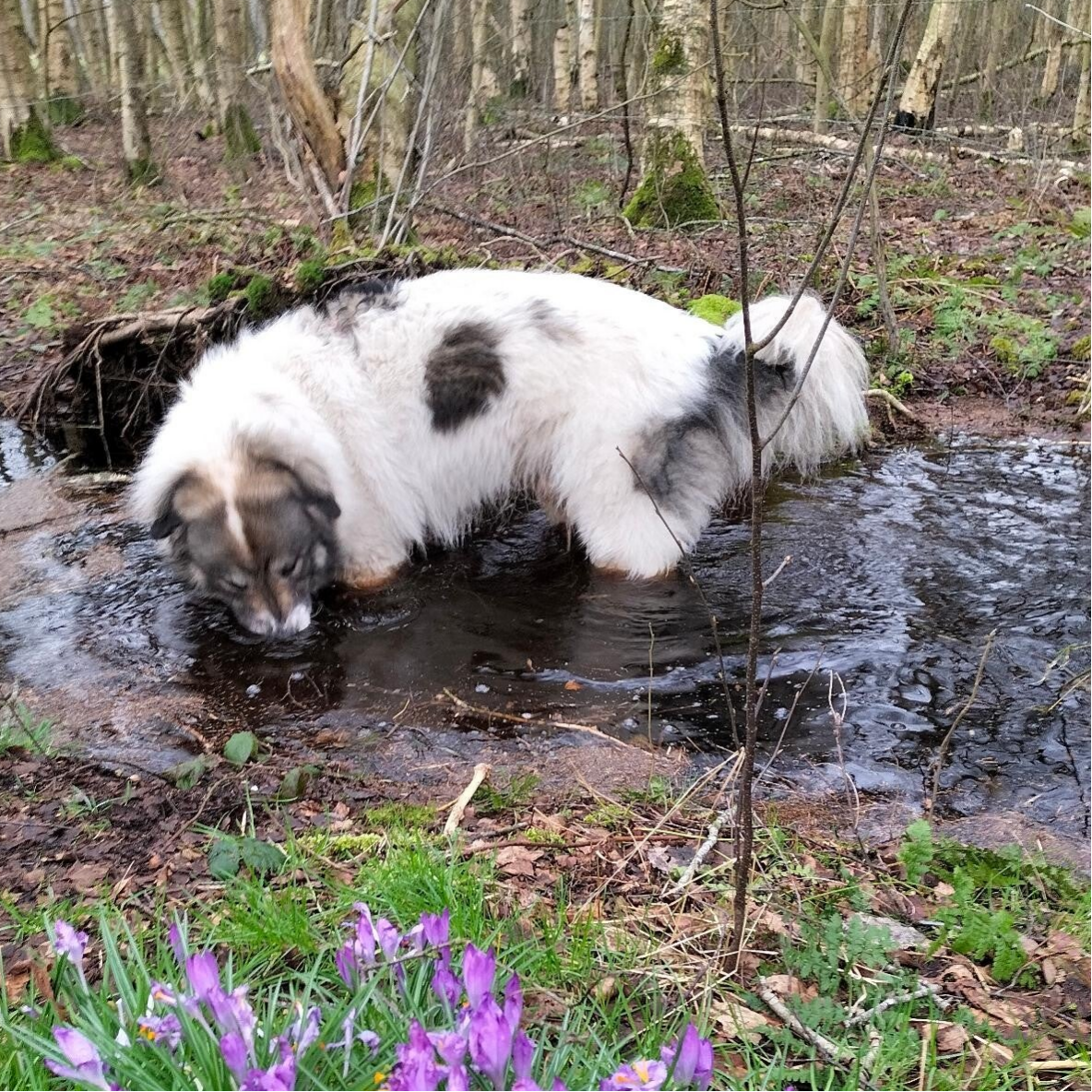 RoutineGewohnheit Azaleen 