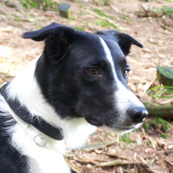 Portrait des Kopfes von Pepper von den Schwarzwaldcollies