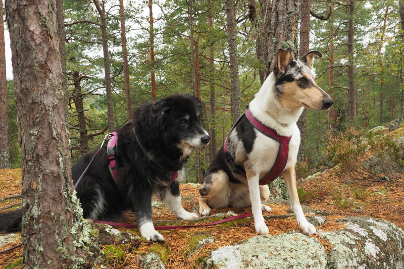 Der Kurzhaarcollie Ivy sitzt neben Carolina aufeinem Fels im Wald neben einem Baum