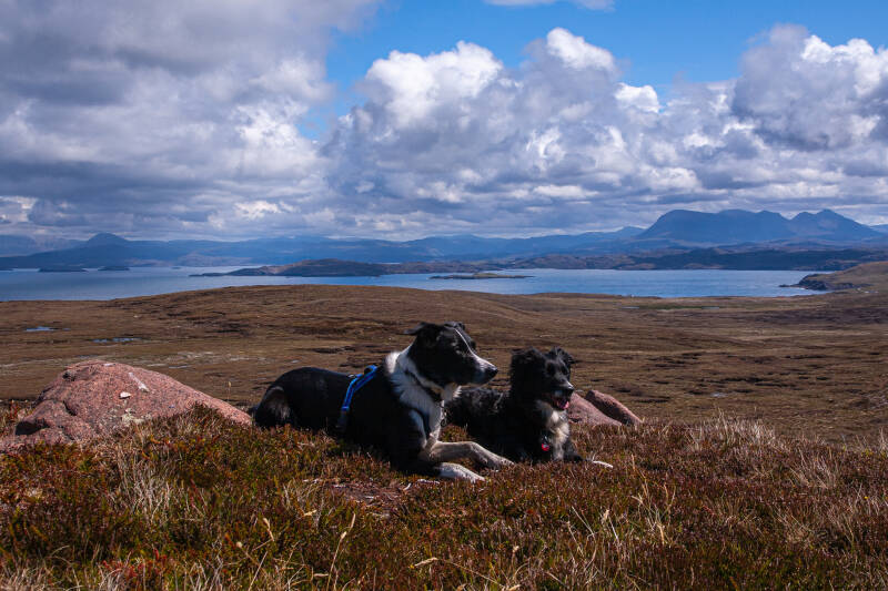 Zwei Hunde von den Schwarzwaldcollies liegen auf einem Hügel. dahinter sieht man Meer und Berge