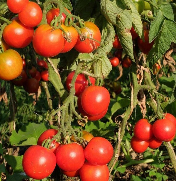 TOMATE BIO PRECOCE DE QUIMPER