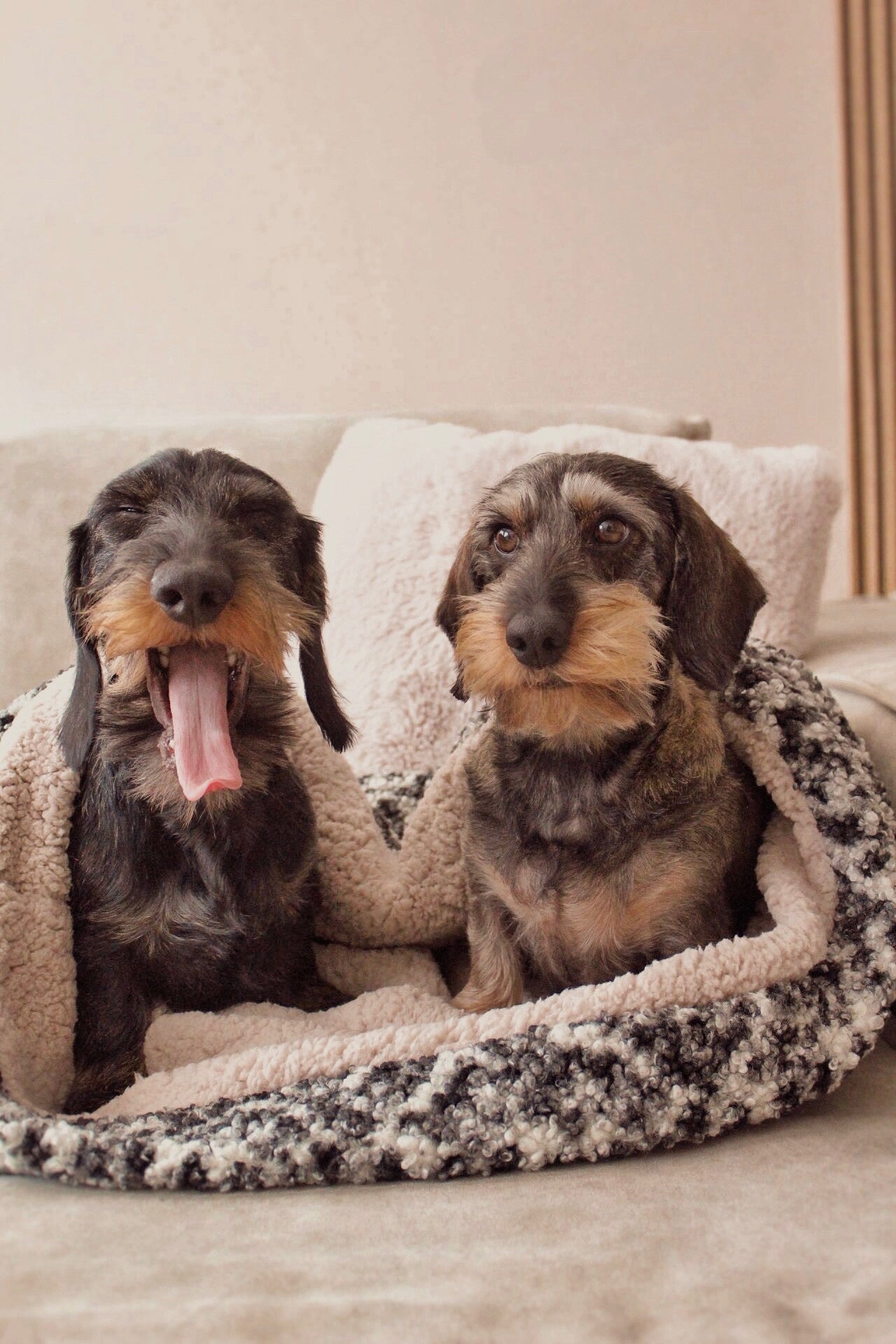 de ultieme slaapplek voor jouw teckel - slaapzakken. Voor warmte, comfort, rust en geborgenheid. Thuis en onderweg