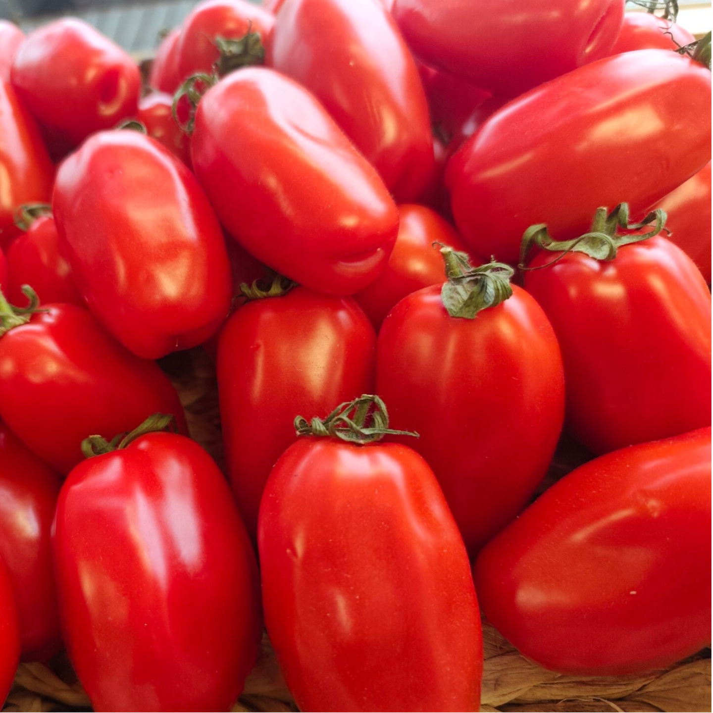 Tomates Torino (Longue)