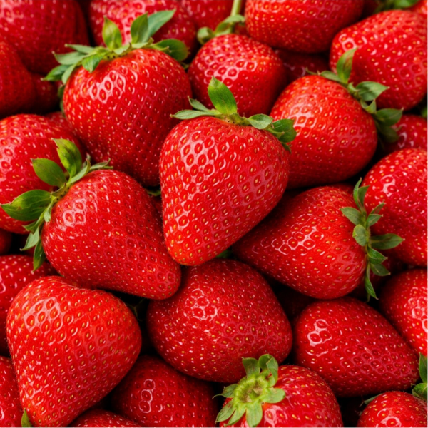 Fraises HOOGSTRA