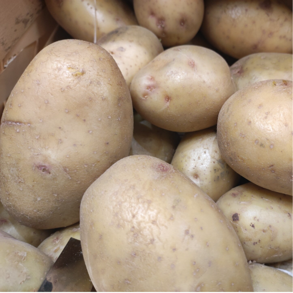 Pomme de terre COLOMBA