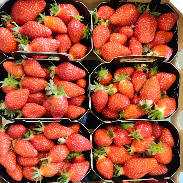 Fraises Gariguette