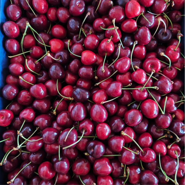 Cerise