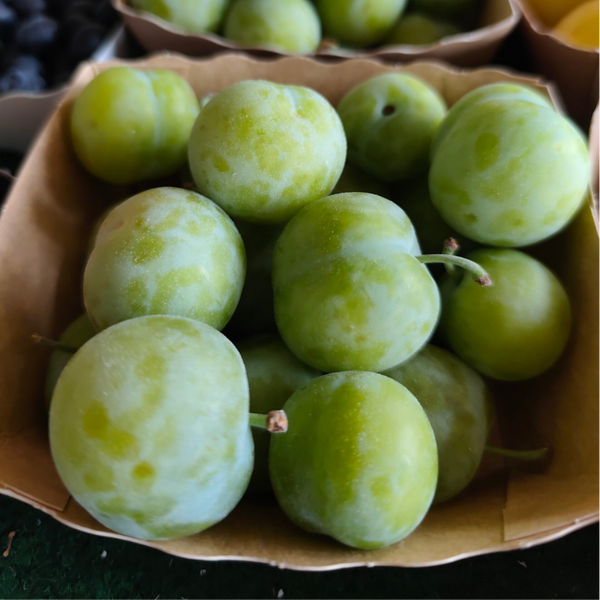 Prune Verte