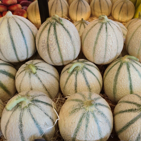 Melon Camargue