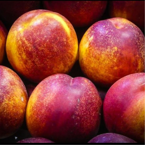 Nectarine Jaune