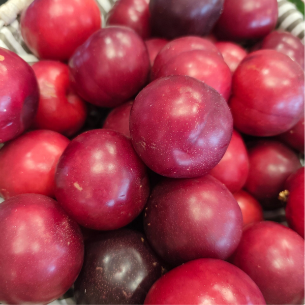 Prune Rouge