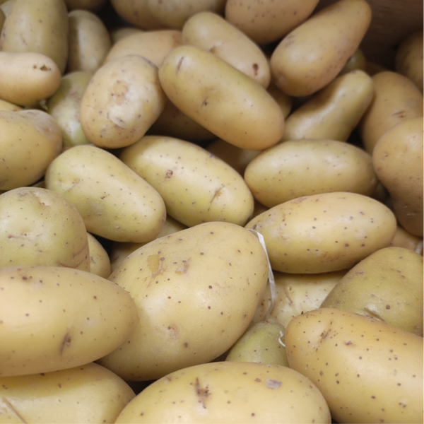 Pomme de terre ALLIANS
