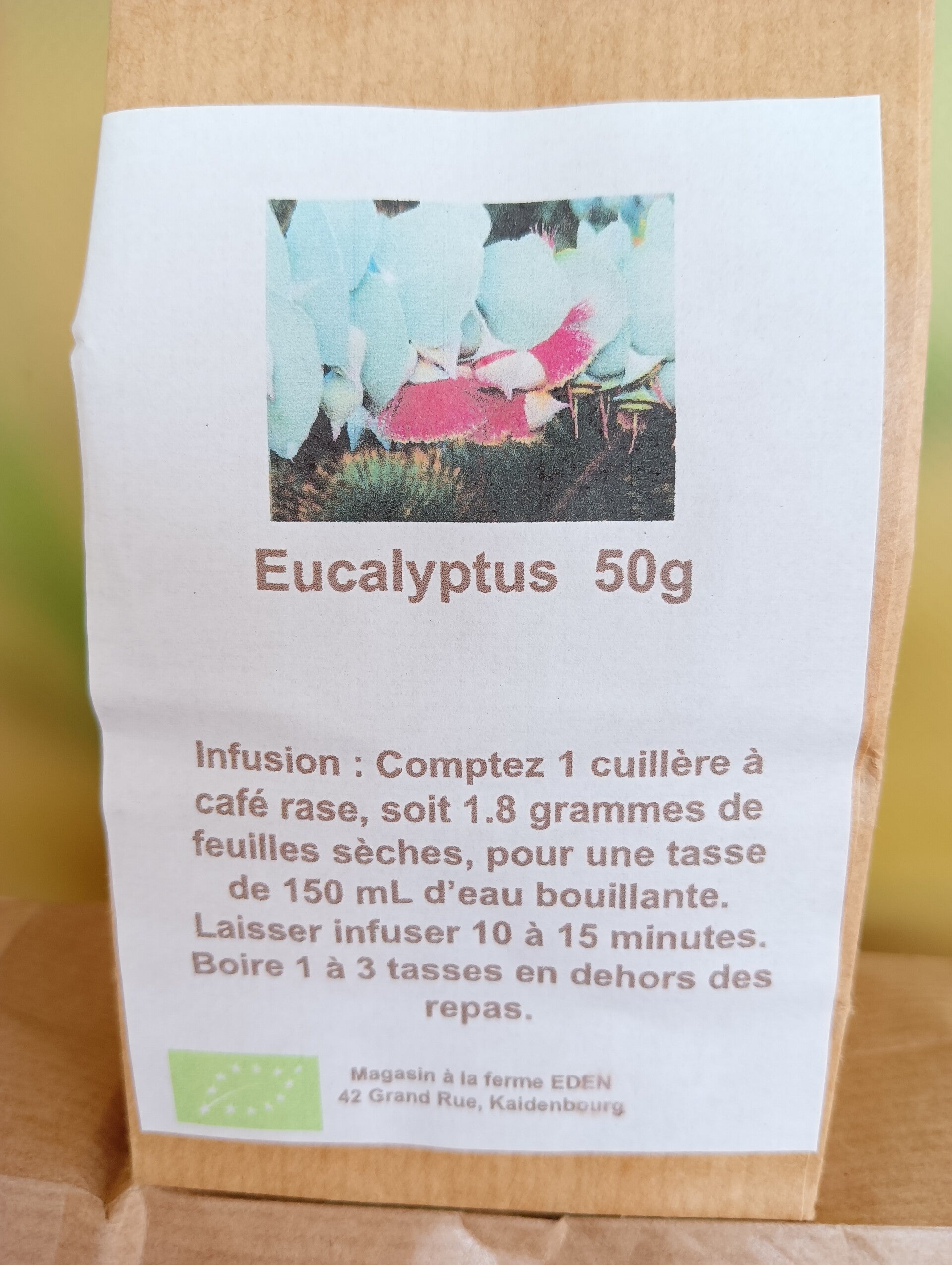Eucalyptus - Eukalyptus - Eukaliptus